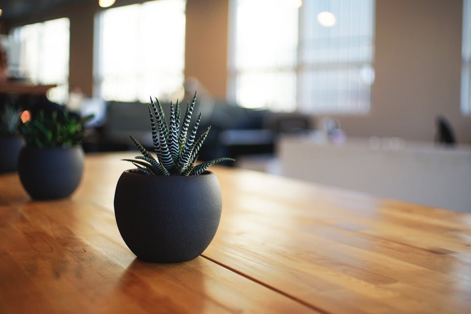 office-plants-alvin-engler.jpg