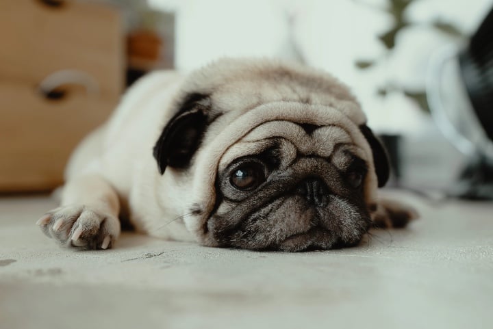 pug puppy laying on floor